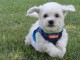  adorables chiots bichon frise pour adoption