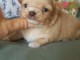 A r&eacute;server Chiot Chihuahua m&acirc;le