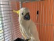A donner perroquet Cacato&egrave;s