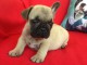 Chiot Bouledogue Fran&ccedil;ais a donner