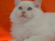 chaton Ragdoll ag&eacute; de 3 mois a donner