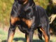  Magnifique M&acirc;le Rottweiler  de 10 mois