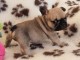 Chiot Bouledogue Fran&ccedil;ais lof &agrave; donner