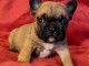 Chiot Bouledogue Fran&ccedil;ais lof &agrave; donner