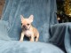 Chiot Bouledogue Fran&ccedil;ais lof &agrave; donner