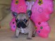 Chiot Bouledogue Fran&ccedil;ais lof &agrave; donner