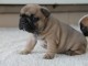 Chiot Bouledogue Fran&ccedil;ais lof &agrave; donner