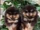 Spitz pomeranain m&acirc;le et femelle