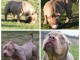 American Bully chiots