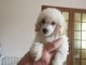 Chiots caniche pr&ecirc;t a partir 