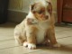 Chiots Berger Australien pr&ecirc;t a partir 