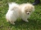 Chiots Bichon Fris&eacute; pr&ecirc;t a partir 