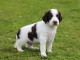 Chiot Epagneul Fran&ccedil;ais &agrave; donner 