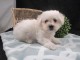 chiots bichon fris&eacute;  a donner