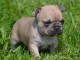 Chiot Bouledogue Fran&ccedil;ais a donner