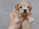Maltipoo chiots &agrave; vendre