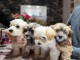 Bichon havanais chiots &agrave; vendre