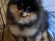 Spitz de Pom&eacute;ranie chiots