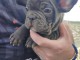 Bulldog fran&ccedil;ais chiots