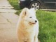 Samoy&egrave;de chiot a vendre