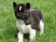 chiot Akita Am&eacute;ricain a donner