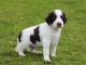 Chiot epagneul fran&ccedil;ais a donner