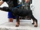 Dobermann chiots &agrave; vendre