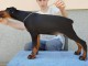 Dobermann chiots &agrave; vendre