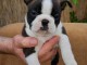Boston Terrier chiots