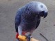 Perroquet gris du Gabon &agrave; donner 