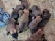 Berger Belge chiots &agrave; vendre