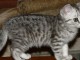 chaton british shorthair 