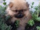 adorable m&acirc;le orange-sable spitz pom&eacute;ranien