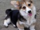 Welsh Corgi Pembroke chiots