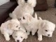 Chiots d&rsquo;apparence bichon fris&eacute;s