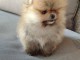 Spitz de Pom&eacute;ranie chiots
