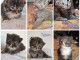 6 Chatons Maine Coons LOOF
