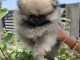 Spitz de Pom&eacute;ranie chiot