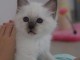  Chatons Sacr&eacute; De Birmanie sont disponibles de suite