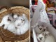 Chatons Sacr&eacute; De Birmanie sont disponibles de suite