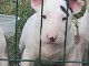 Bull terrier chiots &agrave; vendre