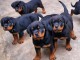 Chiots d&rsquo;apparence Rottweiler