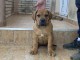 Boerbo&euml;l Africain chiots