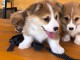 Corgi gallois chiots &agrave; vendre