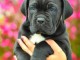 Cane Corso chiots &agrave; vendre