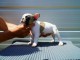 Bulldog fran&ccedil;ais chiots &agrave; vendre