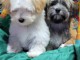 Bichon havanais chiots