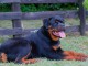Rottweiler chiots &agrave; vendre