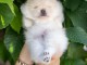 Spitz de Pom&eacute;ranie chiots