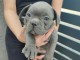 Bulldog fran&ccedil;ais chiots &agrave; vendre